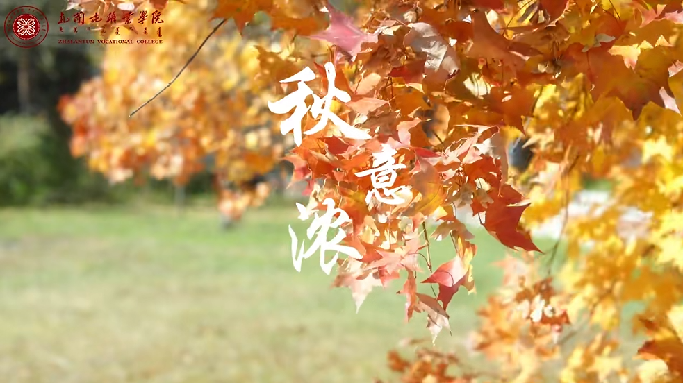 不必远赴深山，扎职院楼前的五角枫，正在上演秋天。